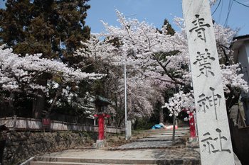 桜172.jpg