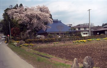 桜ＥＸ.jpg