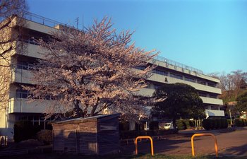 桜ＥＸ1.jpg