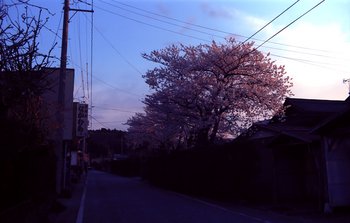 桜ＥＸ4.jpg