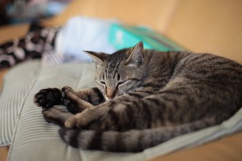 眠り猫.jpg