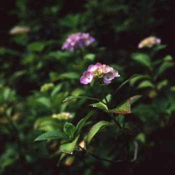 紫陽花Ｔ1.jpg