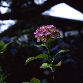 紫陽花Ｔ3.jpg